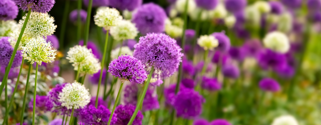 Entretien des bulbes de fleurs