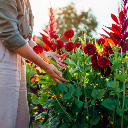 Entretien des bulbes de fleurs