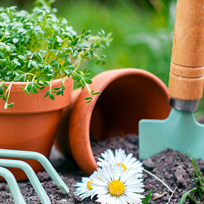 Espèces de plantes de jardin