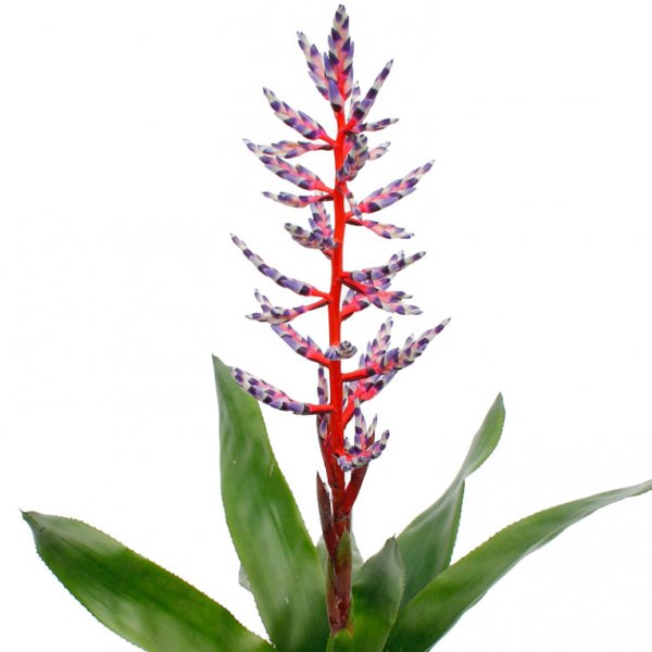 Aechmea maintenu