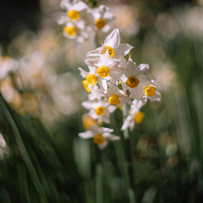 Jonquilles