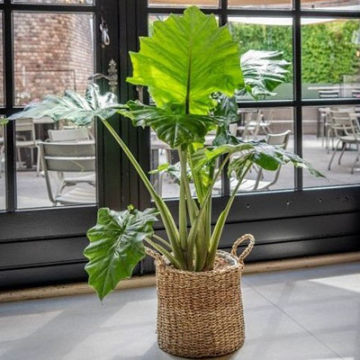 Alocasia Portadora dans le salon du panier