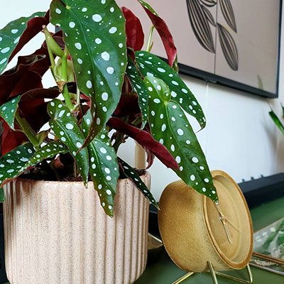 Begonia dans le salon 