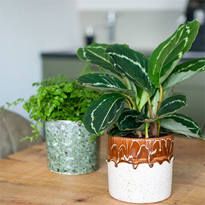 Calathea en pot dans le salon