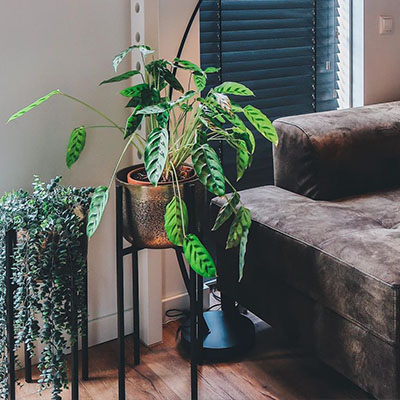 Calathea Leopardina dans le salon en pot