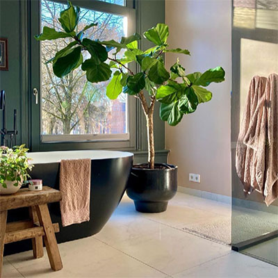 Ficus en pot salle de bain