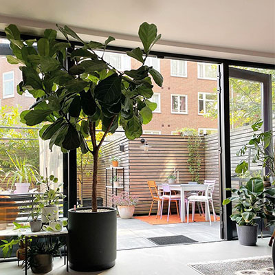 Ficus en pot dans le salon