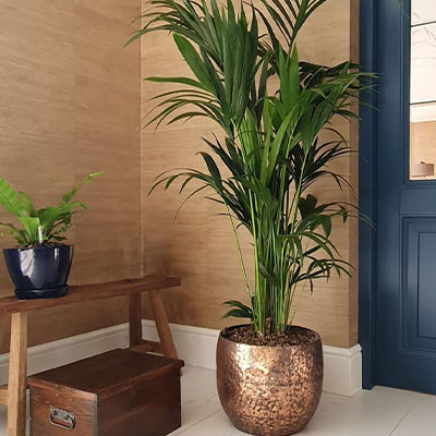 Kentia palm en pot dans le salon