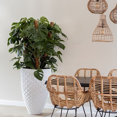 Monstera Pertusem dans le salon en pot