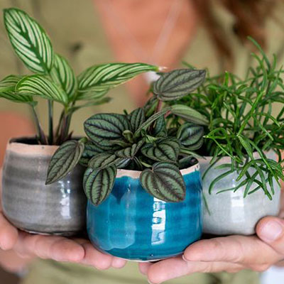 Peperomia en panier dans le salon