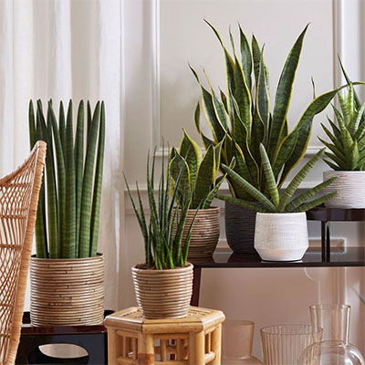 Sansevieria Fernwood en pot 