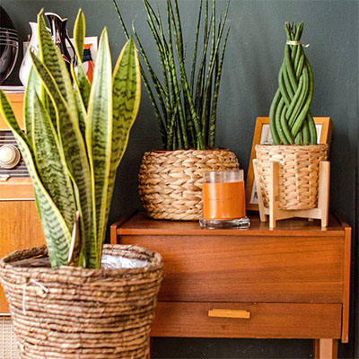 Sansevieria Laurentii dans le salon du panier