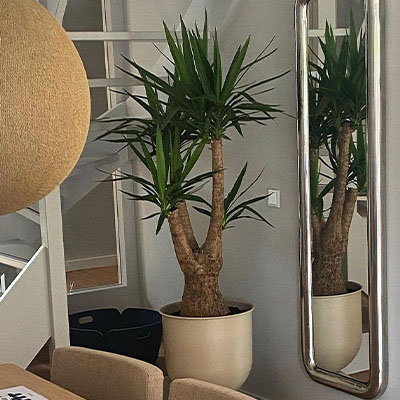 Yucca dans le salon 