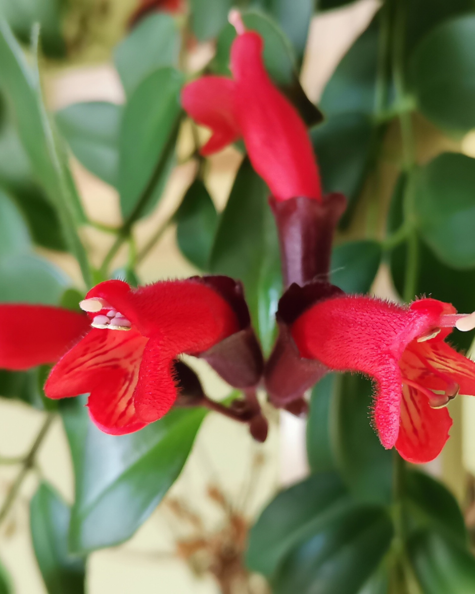 Fleurs de plante rouge à lèvres