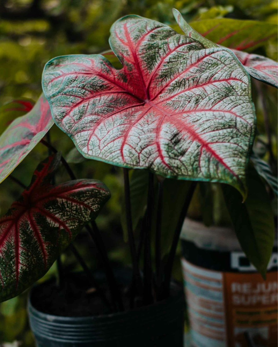 Entretien du caladium 