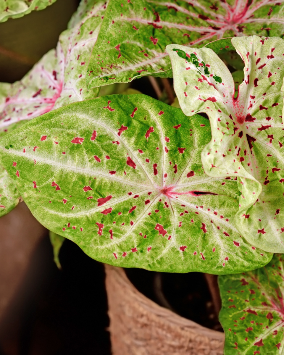 Rempotage du caladium 