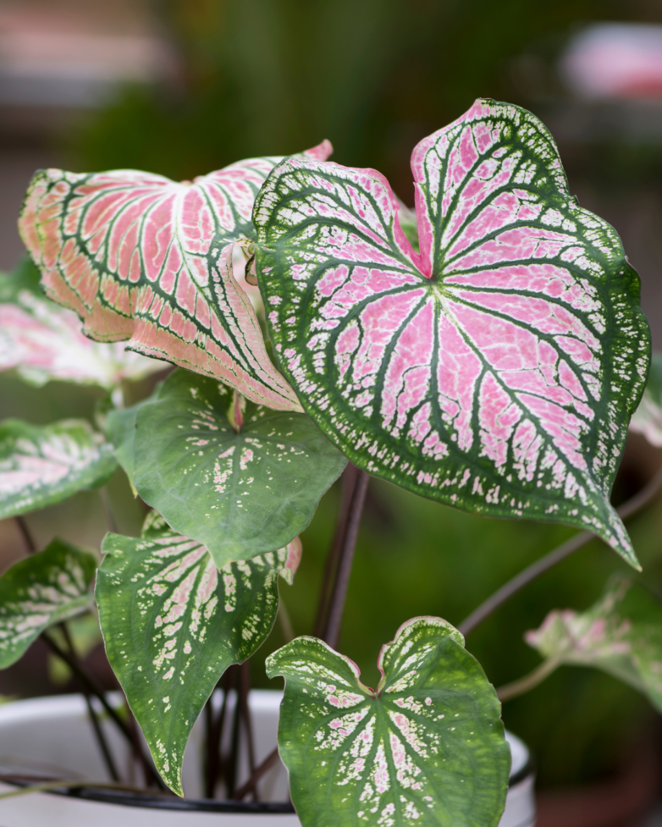 L'alimentation du caladium 