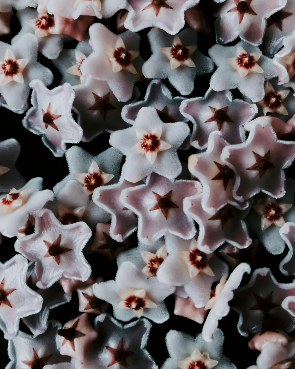 Hoya fleurs