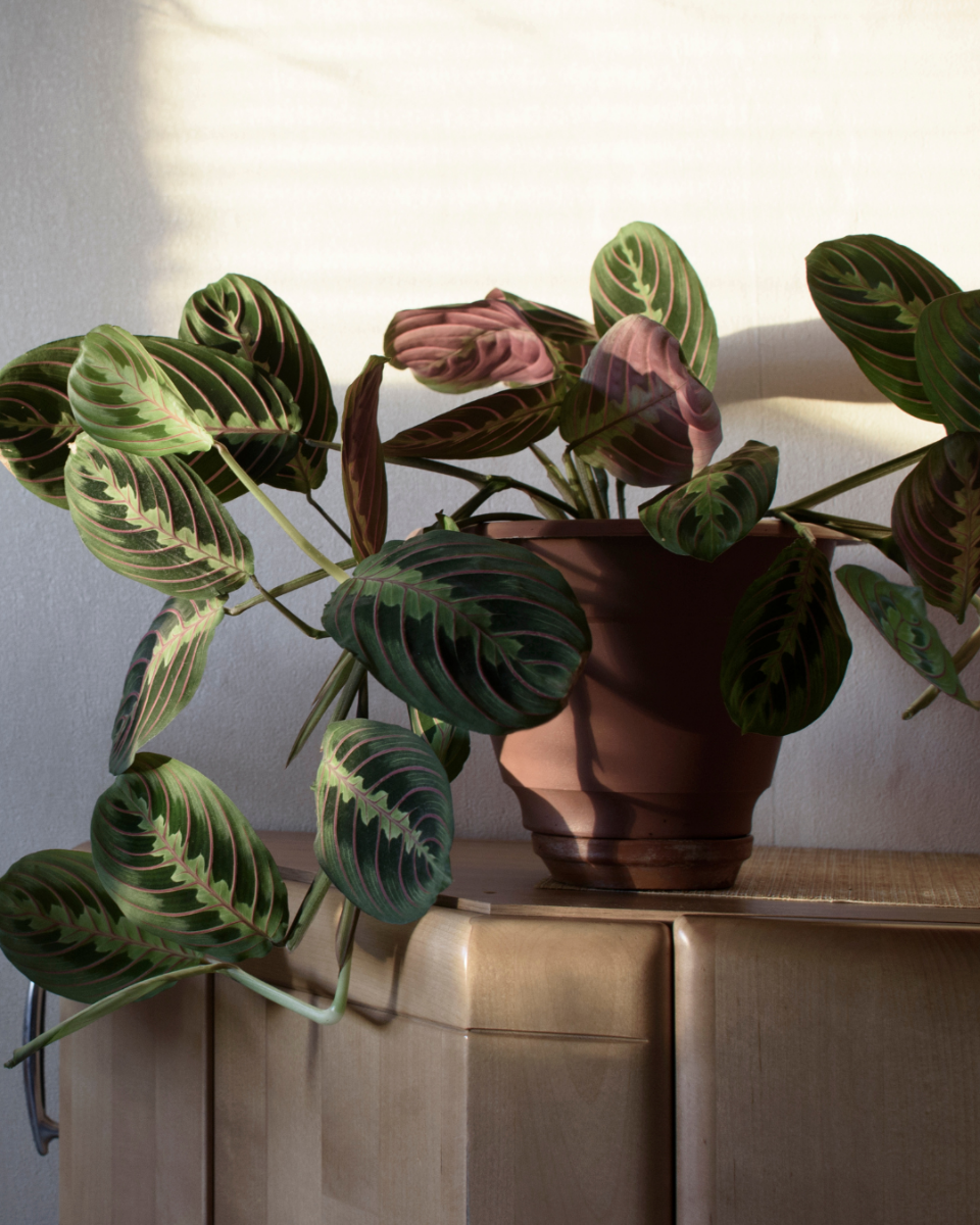 Maranta hauteur