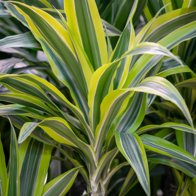 Acheter Dracaena