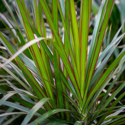 Dracaena Marginata