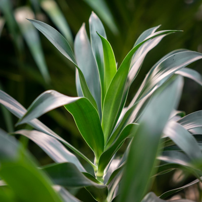 Dracaena Reflexa