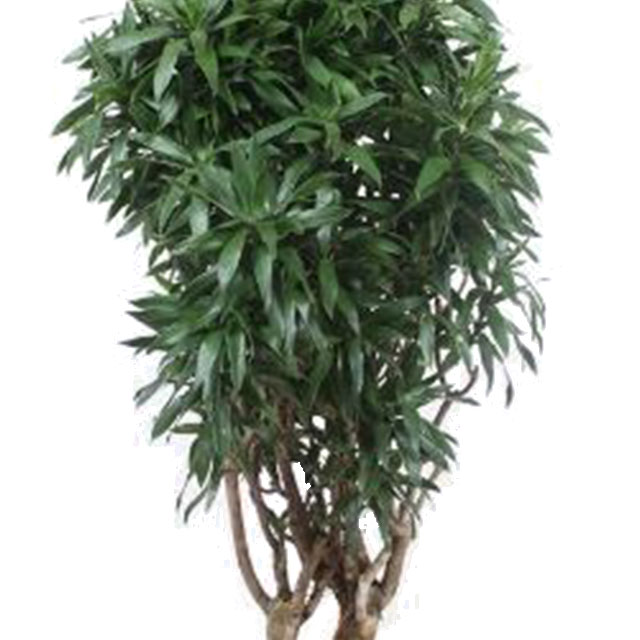 Dracaena reflexa