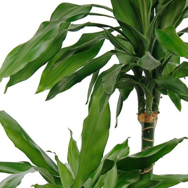 Dracaena Janet