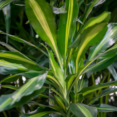 Dracaena Cintho