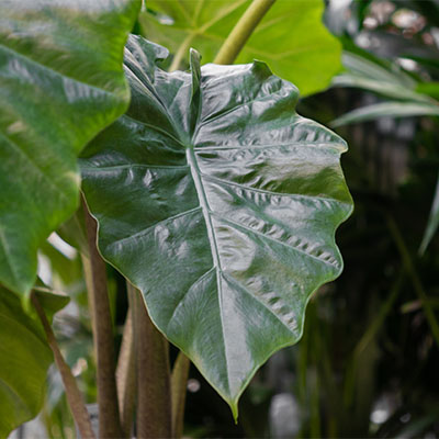 Acheter Alocasia en hydroponie?