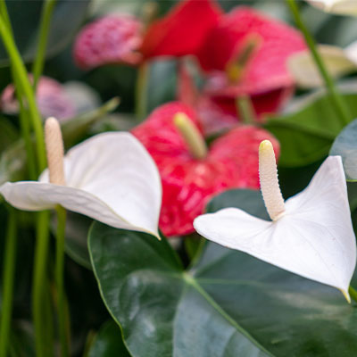 Acheter de l'anthurium hydroponique