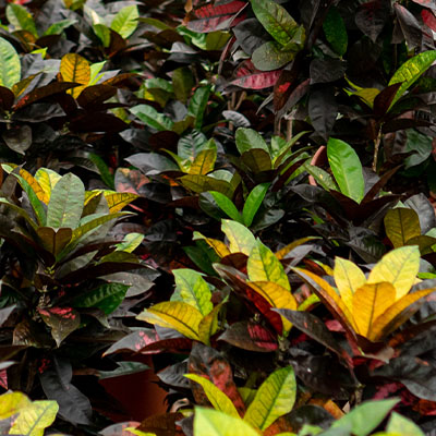 Acheter Croton sur l'hydroponie