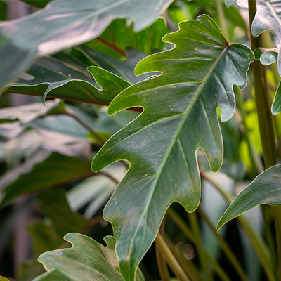 Acheter du Philodendron hydroponique