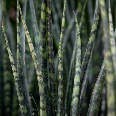 Acheter des Sansevieria en hydroponie