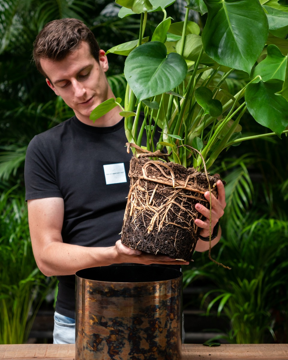 Acheter de grande monstera