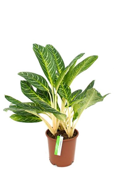 Acheter Aglaonema Key Lime?