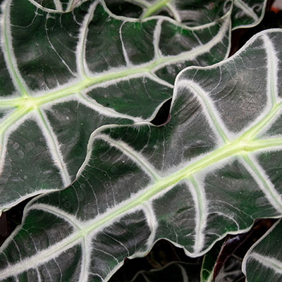 Alocasia Polly