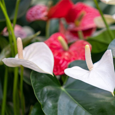 Acheter une fleur de flamant