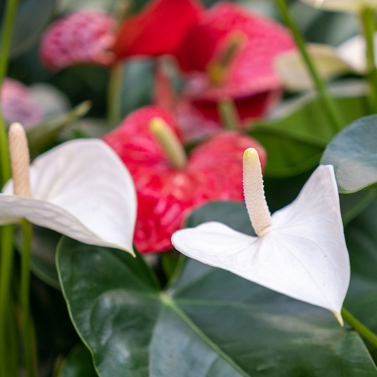 Acheter Anthurium 