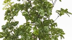 Acheter Aralia Roble