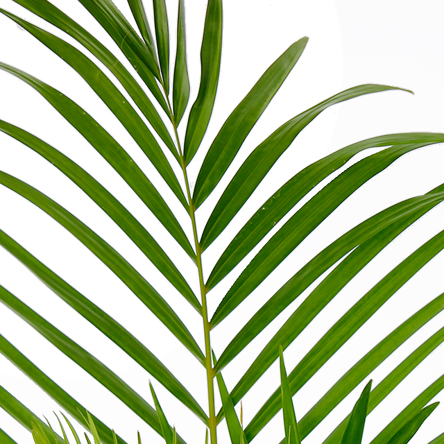 Areca sur achat hydroponique?