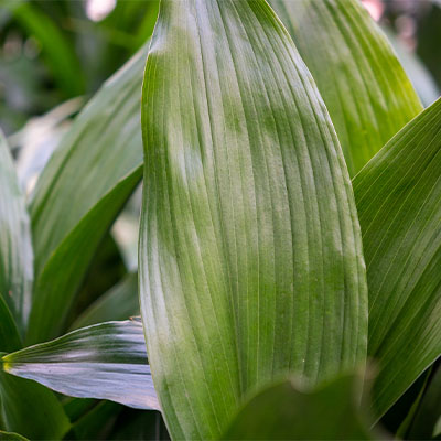 Acheter Aspidistra ?