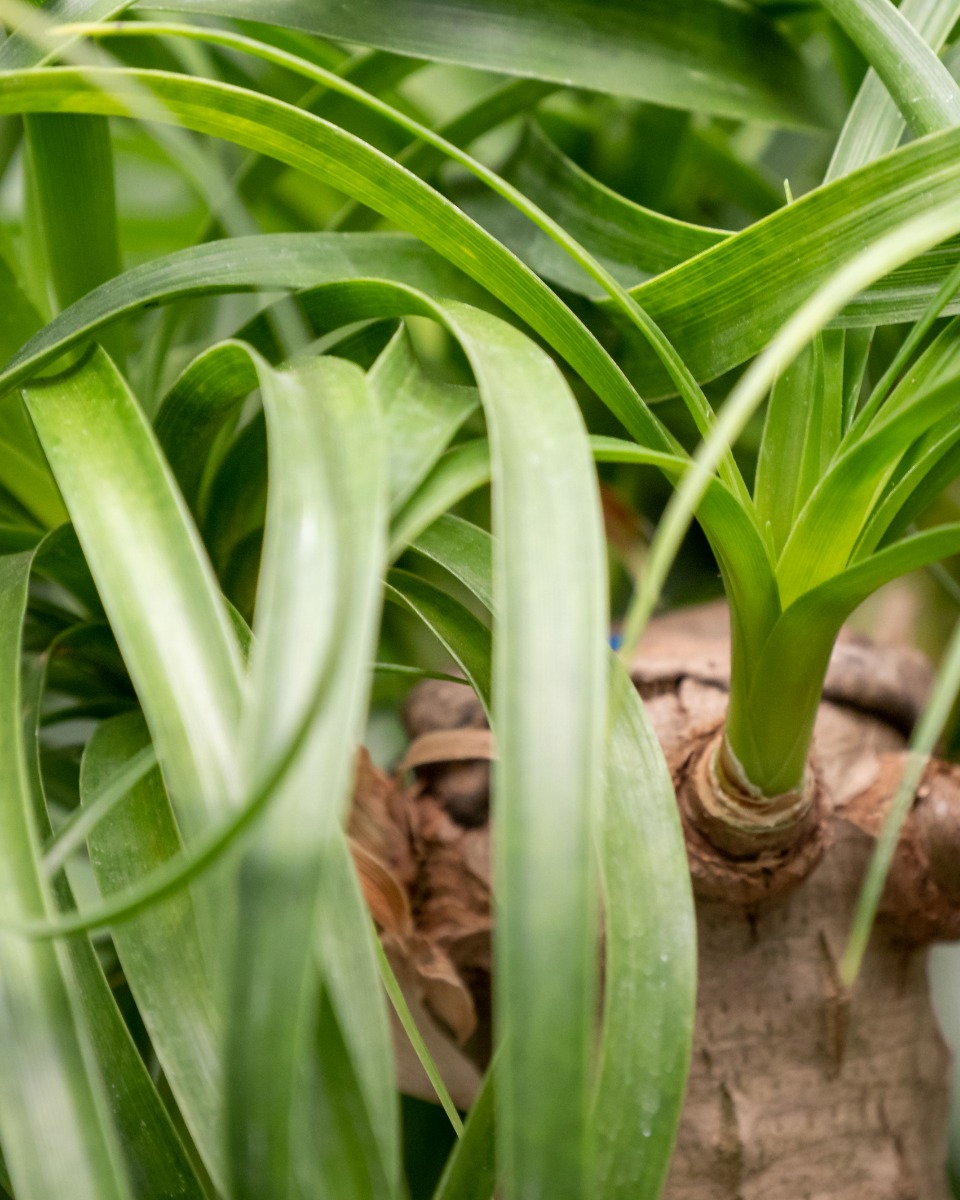 Acheter du Beaucarnea robuste