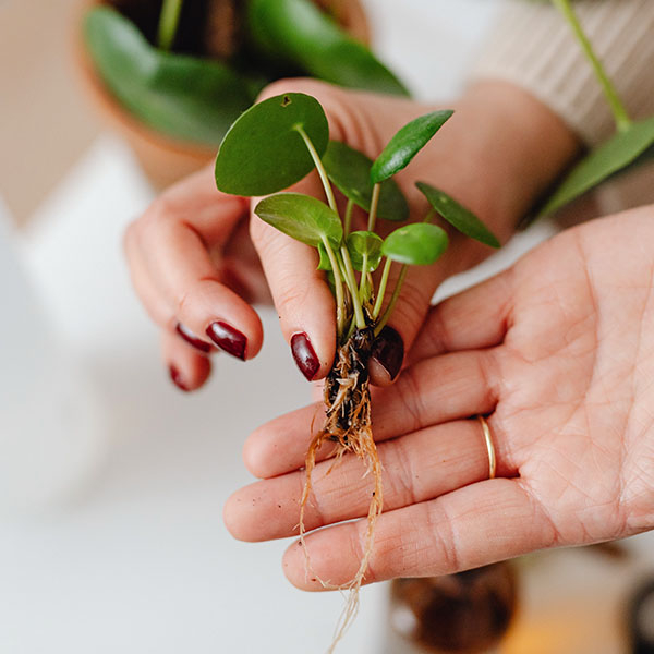 boutures de plantes à crêpes