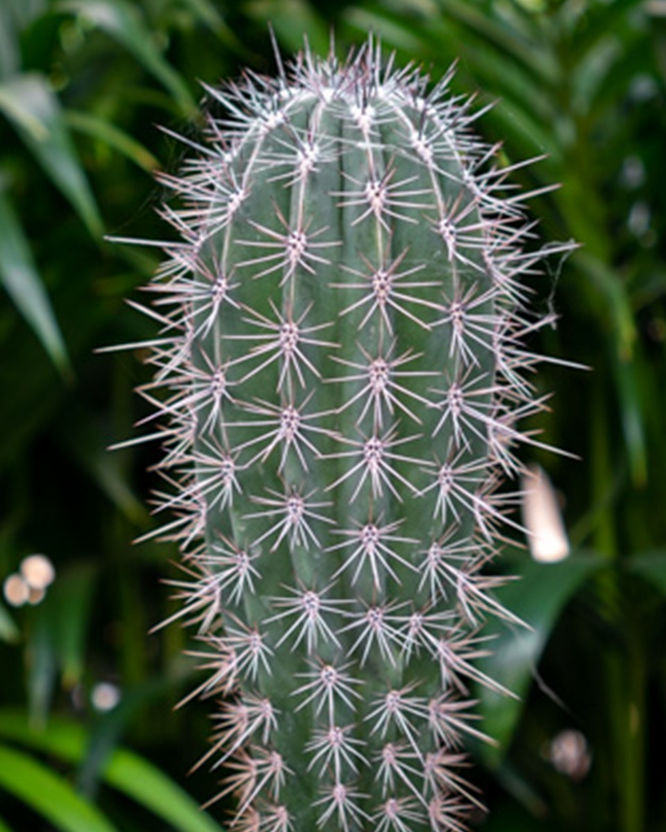 Acheter un grand cactus