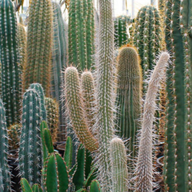 Acheter des cactus en ligne