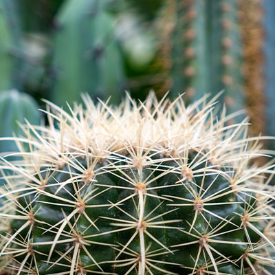 Acheter Cactus boule