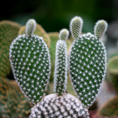 Cactus Opuntia