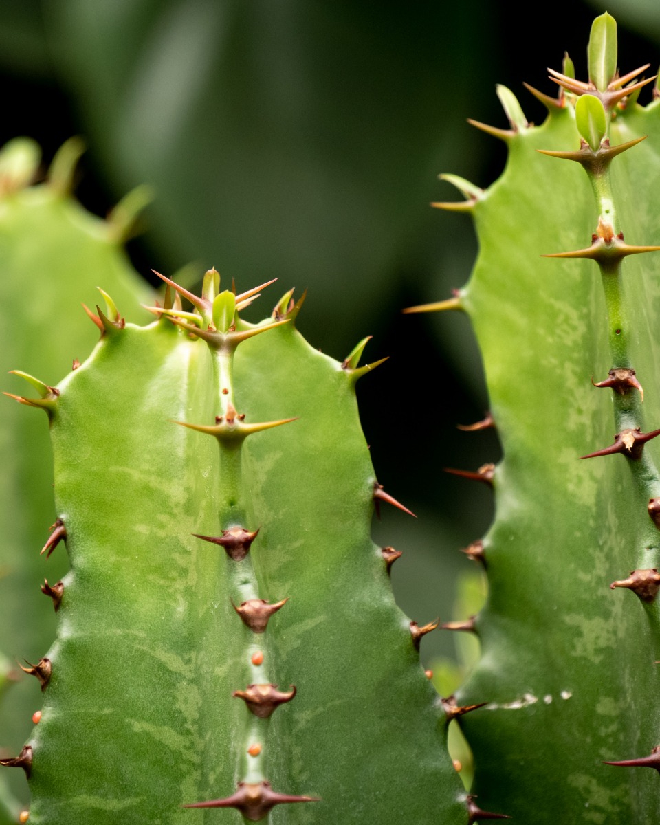 Acheter un cactus robuste