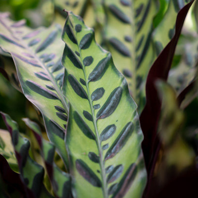 Calathea Lancifolia